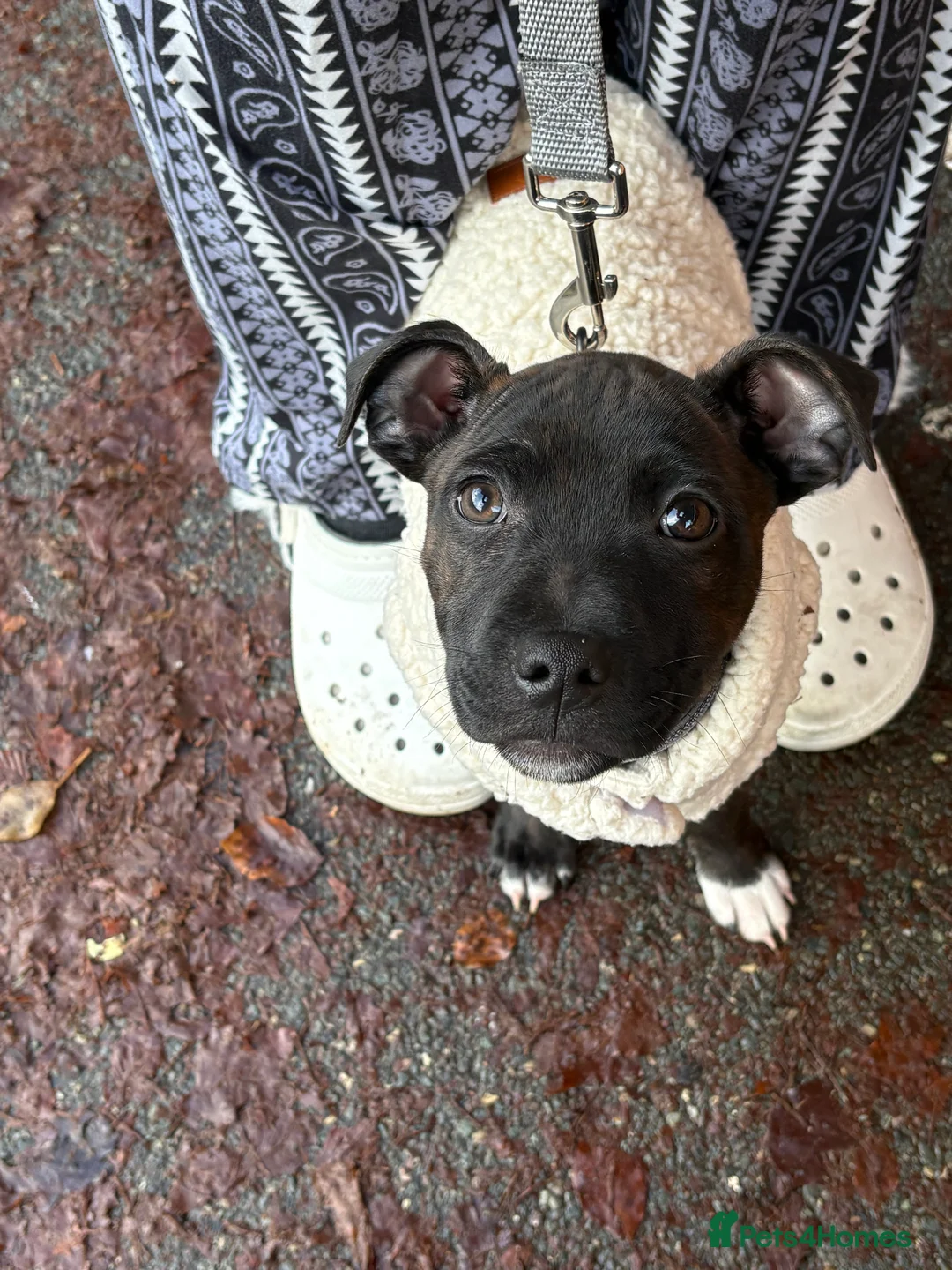 Staffordshire Bull Terrier dogs for sale: Staff  - Advert 5