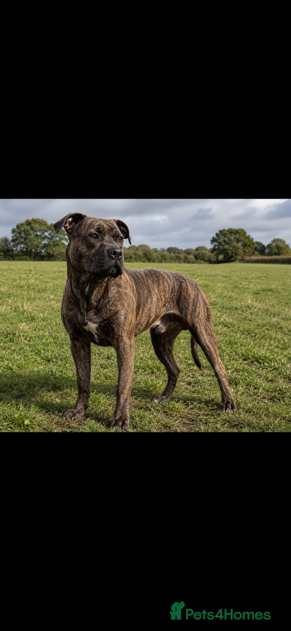 Mixed Breed dogs Staffy x presa canerio Fully obedience trained - Advert 12