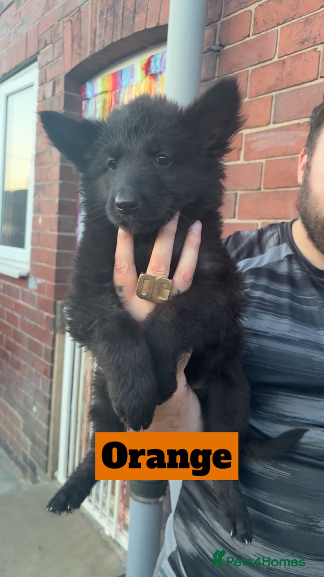 German Shepherd dogs for sale: German shepherd puppies  - Image 4