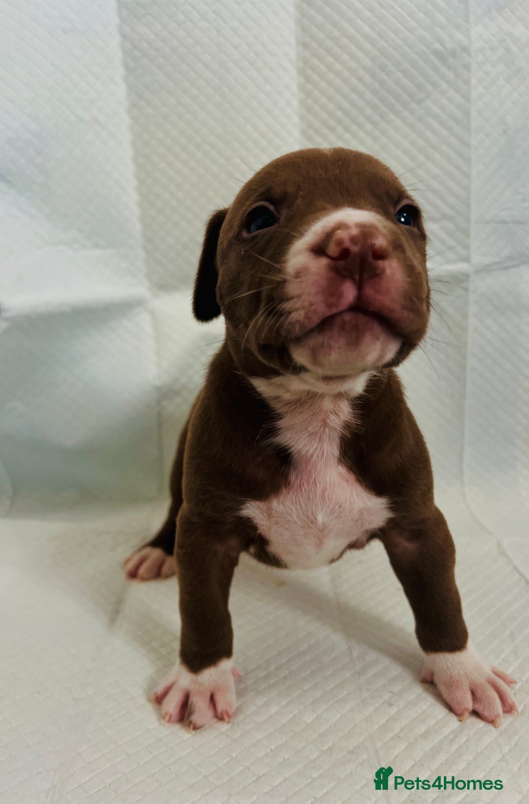 American Bully dogs for sale: 🐾 Medium Bully Puppies – Born 31.08.2025 –  - Image 5