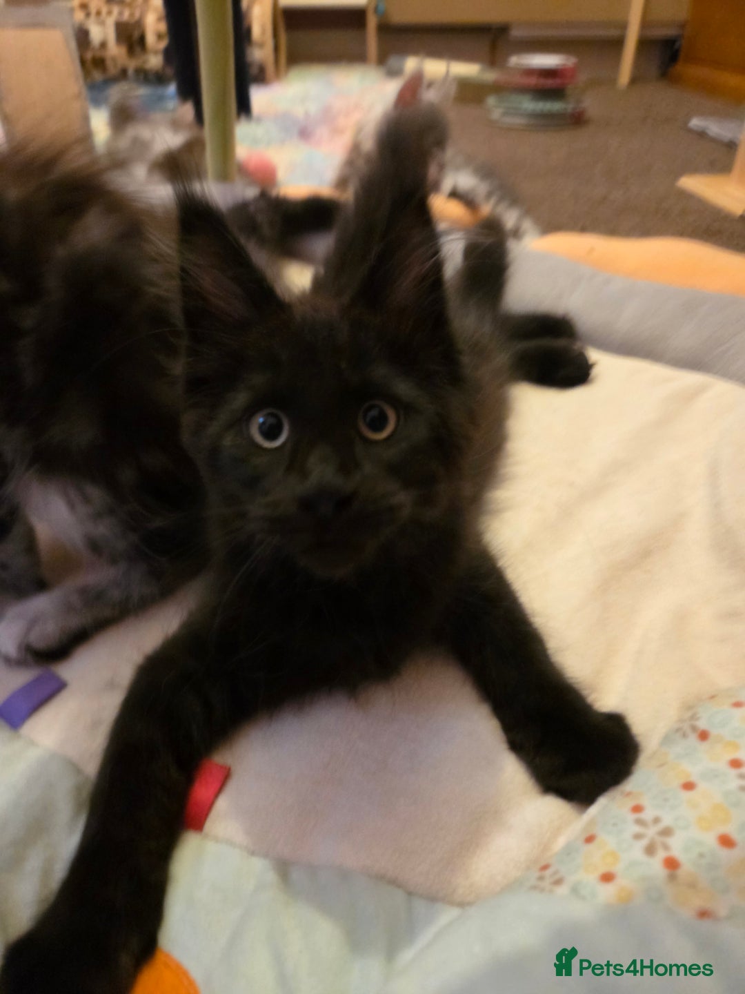 Maine Coon cats for sale: Tica Reg Mainecoon kittens READY NOW in Deal - Image 25