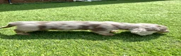 Miniature Dachshund dogs for sale: KC REGISTERED Long haired miniature dachshunds  - Advert 14