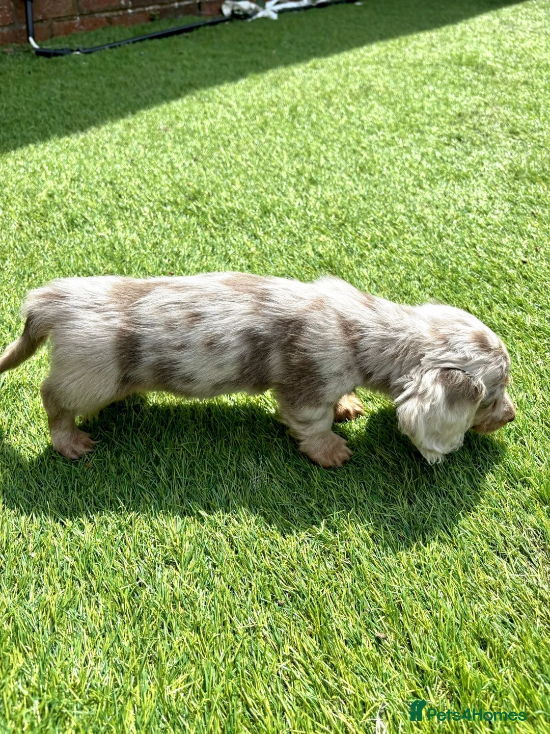 Miniature Dachshund dogs for sale: KC REGISTERED Long haired miniature dachshunds  - Advert 14