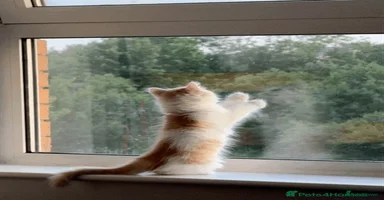 Munchkin cats - Advert 13