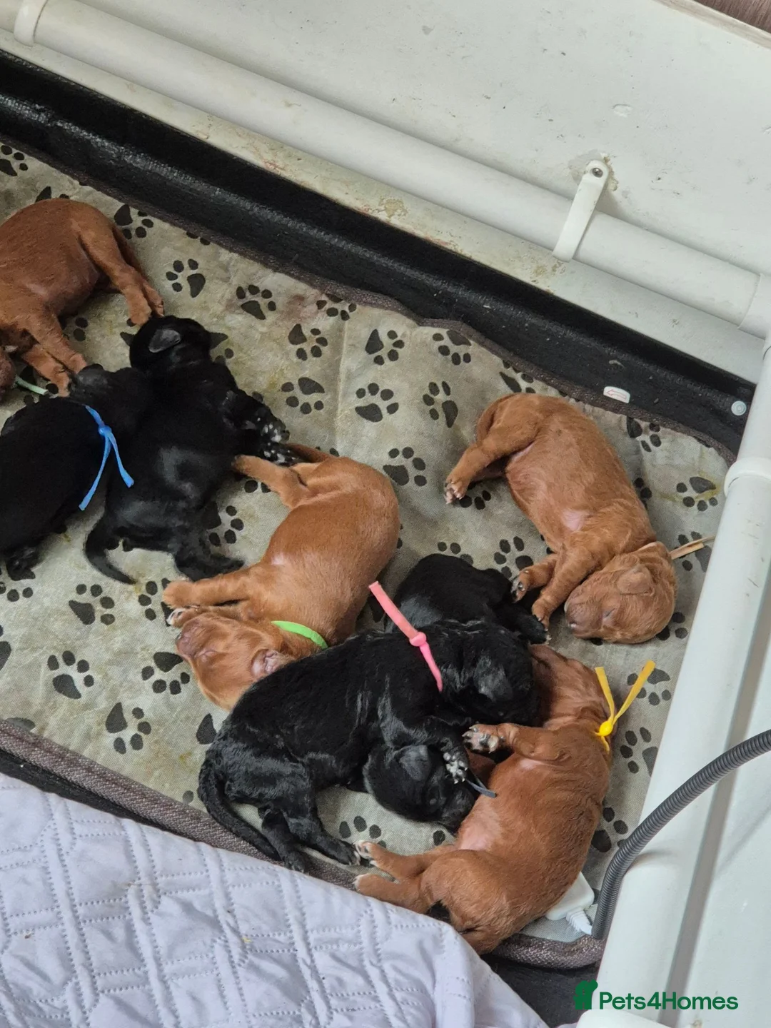 Cockapoo dogs for sale: F2 cockerpoos 2 week old  - Advert 20