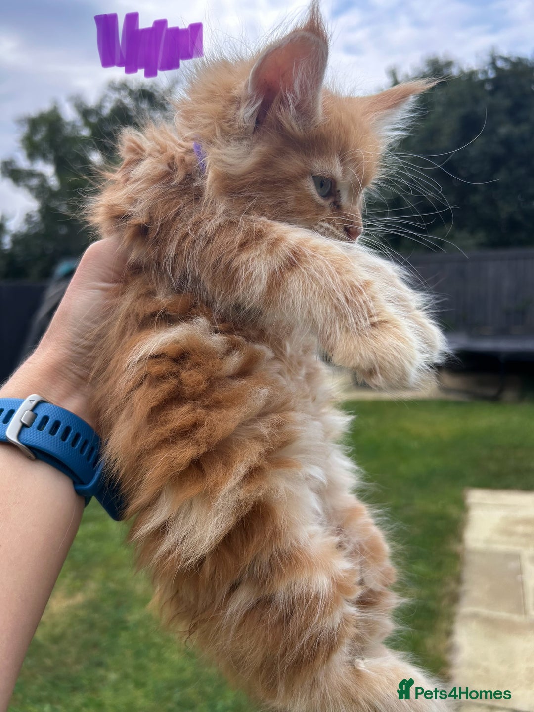 Maine Coon cats for sale: Maine coon kittens  - Image 15