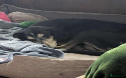 Mixed Breed dogs for adoption: Phoenix mature older boy  - Advert 3