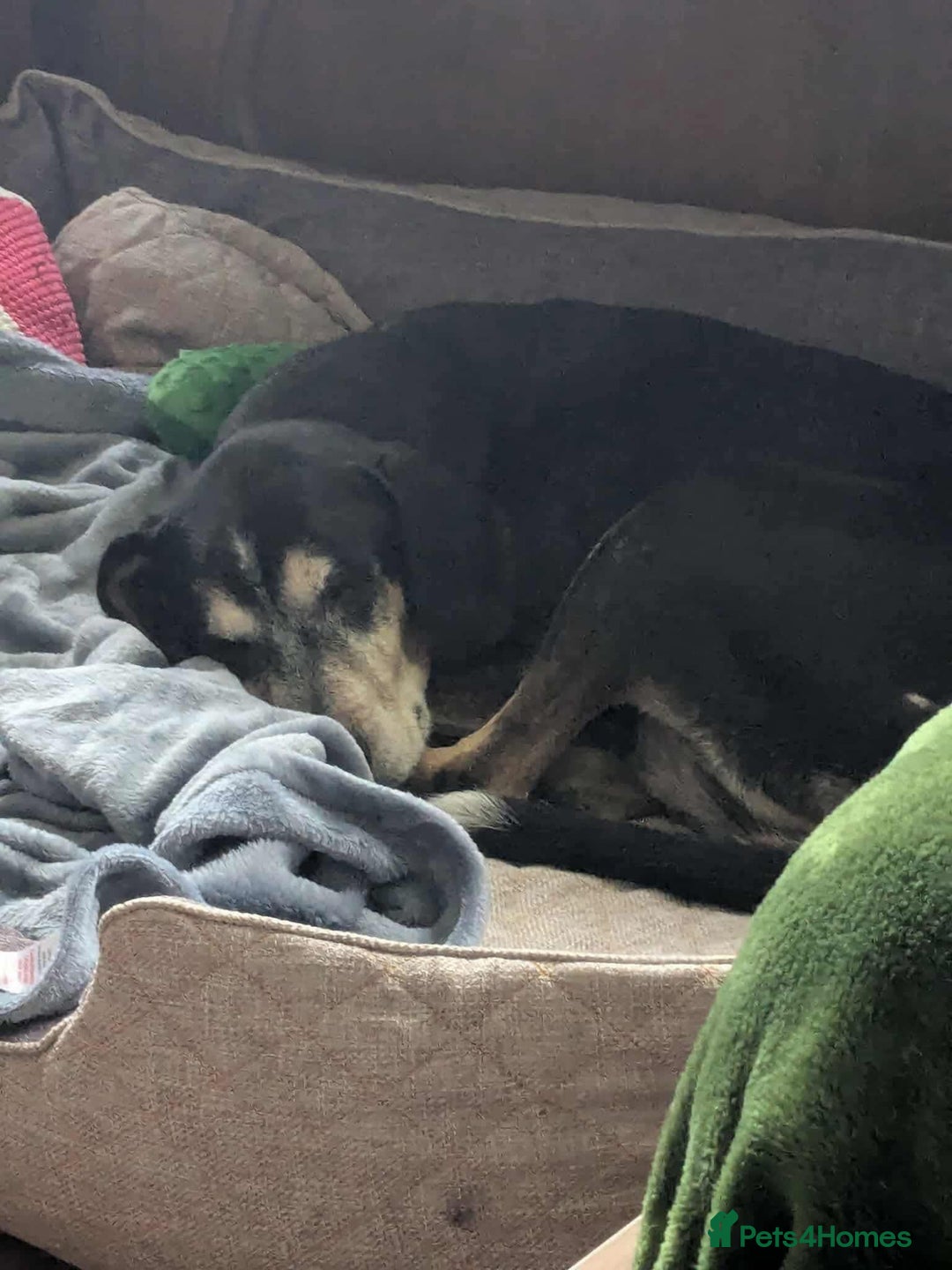 Mixed Breed dogs for adoption: Phoenix mature older boy  - Advert 3