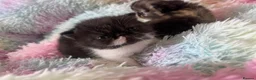 Persian cats for sale: Exotic long hair Persian kittens - Advert 17