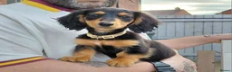 Miniature Dachshund dogs for sale: ✨️Available & Ready✨️3 Left✨️Longhaired Mini's✨️ - Advert 4