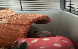 Rat rodents for sale: Female Pair of Rats - Image 3