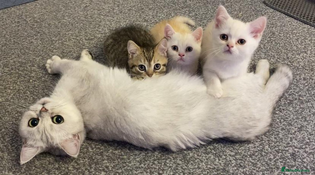 British Shorthair cats for sale: Arnie gorgeous wee affectionate boy - Advert 8