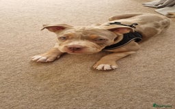 American Bully dogs for sale: Pocket bully  - Image 8