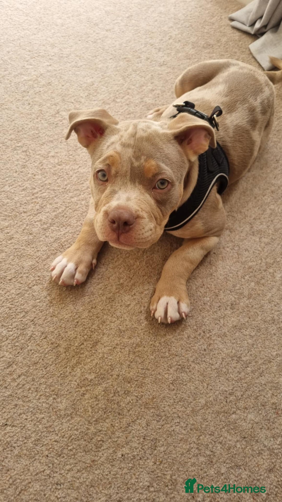 American Bully dogs for sale: Pocket bully  - Image 8