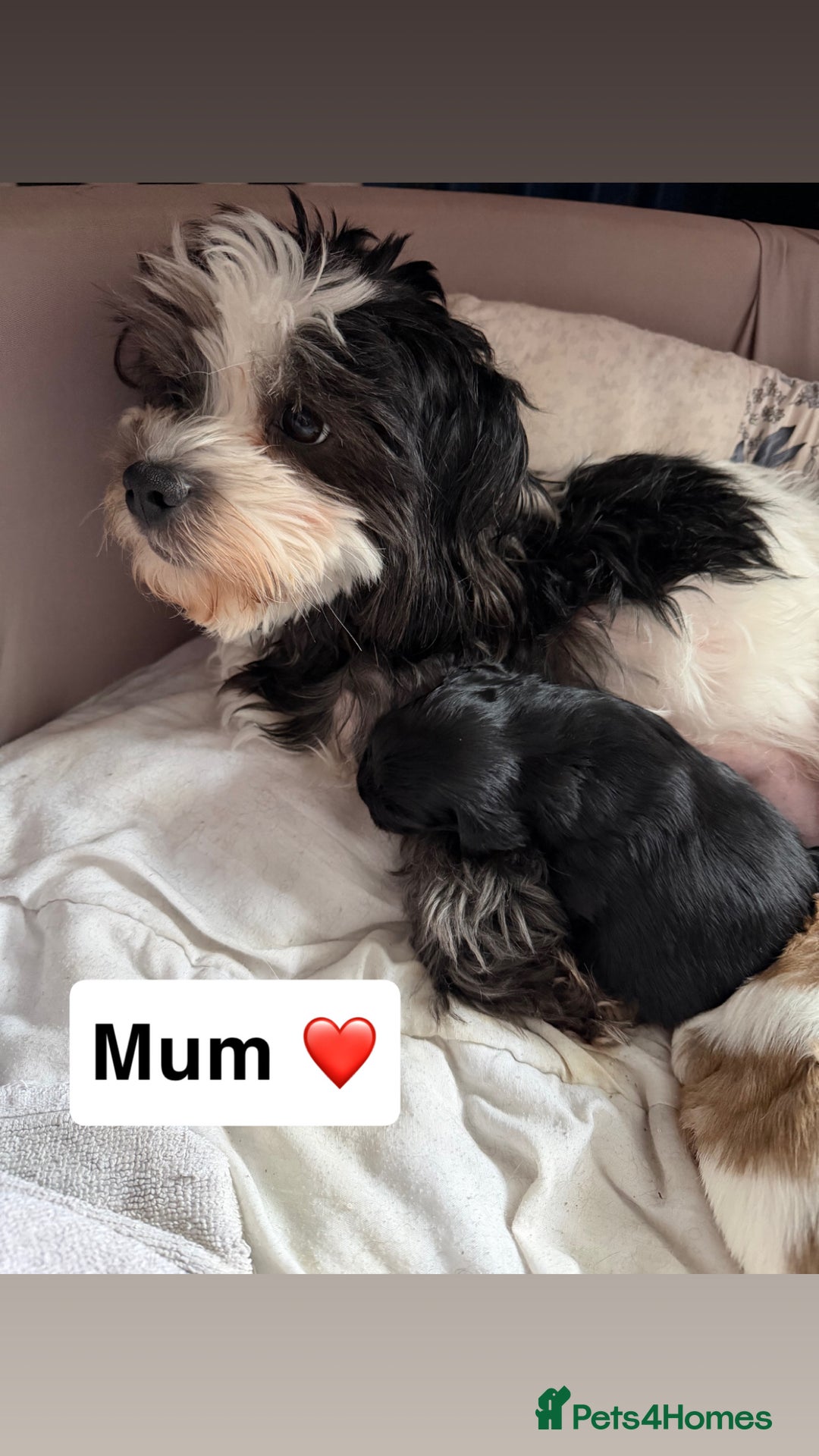 Shihpoo dogs for sale: Shitzu cross poodle puppies - Advert 1