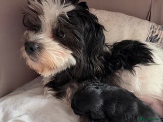 Shihpoo dogs Shitzu cross poodle puppies - Advert 3