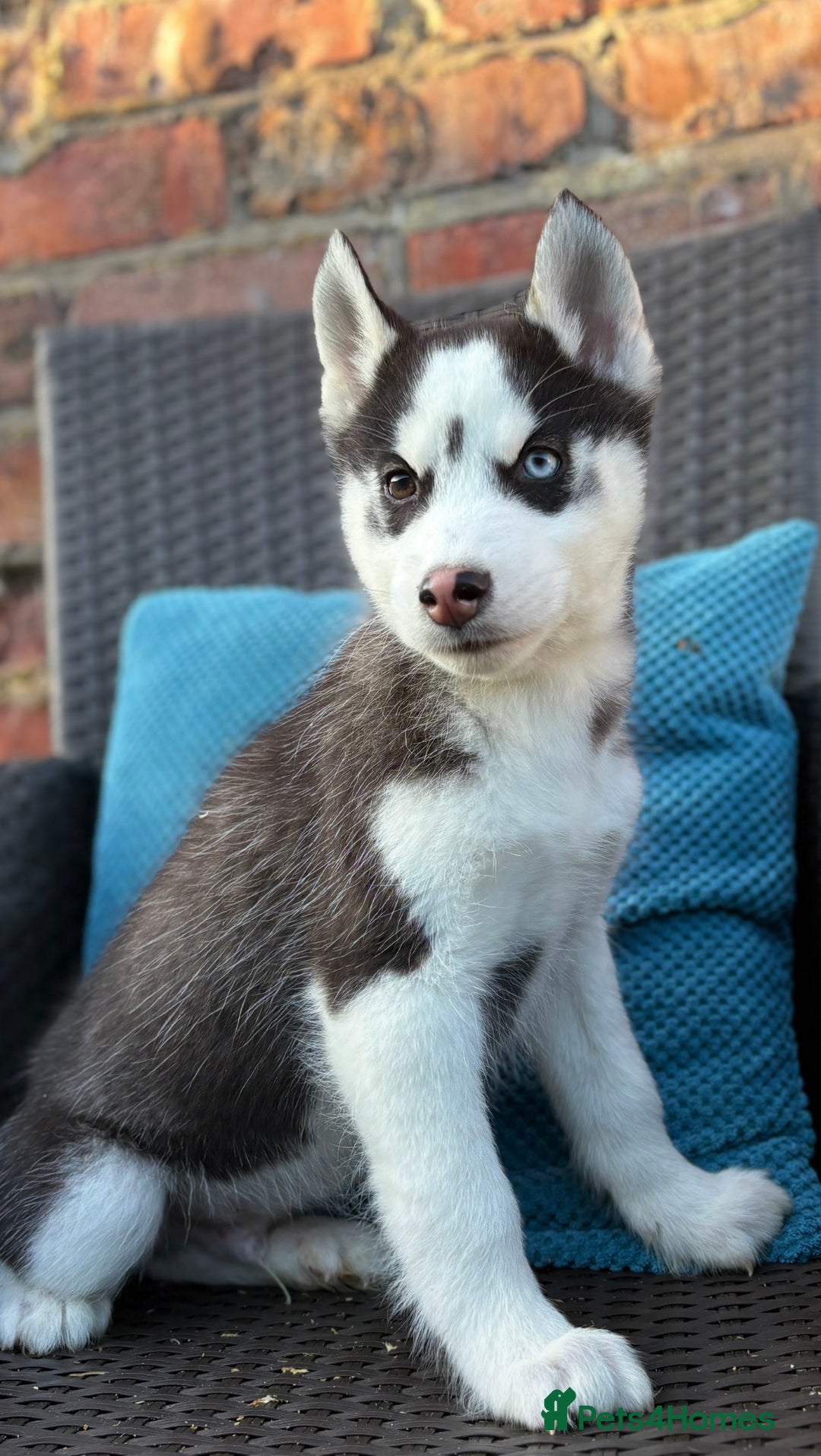 Siberian Husky dogs for sale: Siberian husky puppies - Image 7
