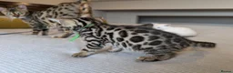Bengal cats for sale: 🤍🤎🖤 GORGEOUS BENGAL KITTENS 🖤🤎🤍 - Advert 30