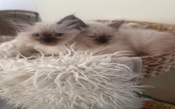 Ragdoll cats for sale: Beautiful Ragdoll kittens  - Image 6