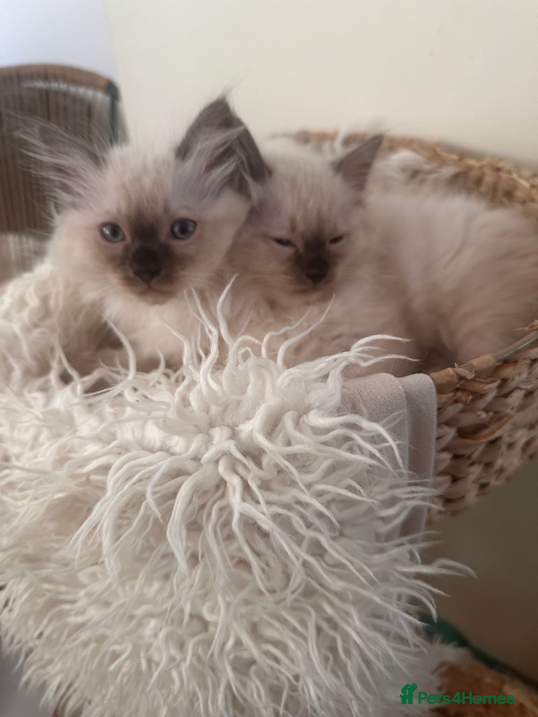 Ragdoll cats for sale: Beautiful Ragdoll kittens  - Image 6