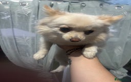 Pomeranian dogs for sale: Beautiful pure with pomerian for sale - Image 2