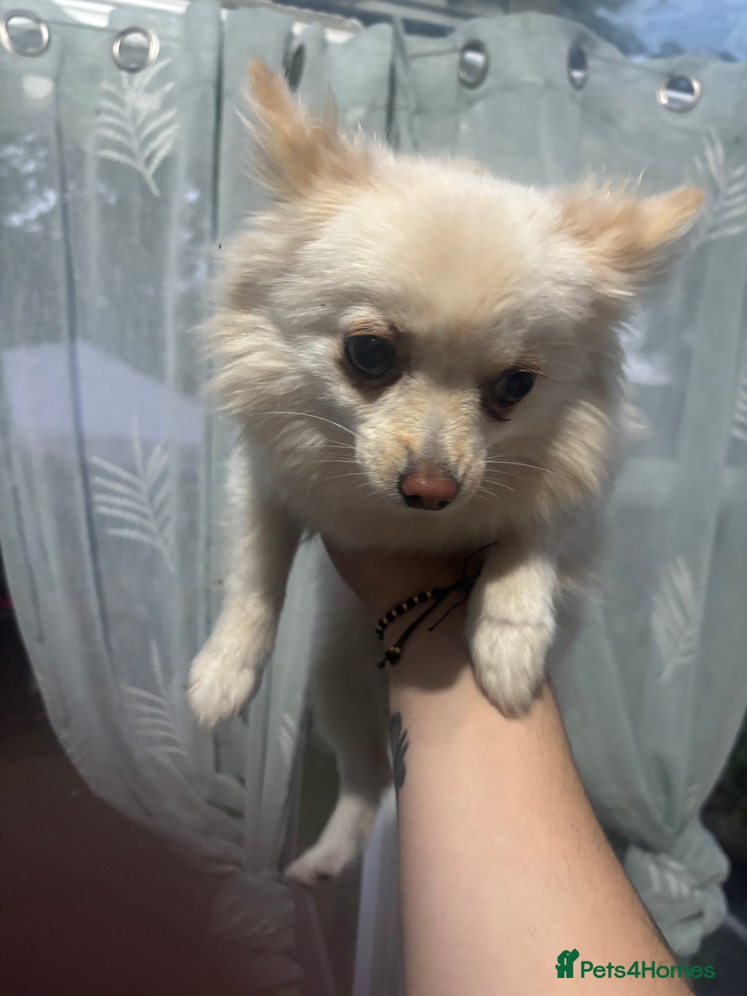 Pomeranian dogs for sale: Beautiful pure with pomerian for sale - Image 2