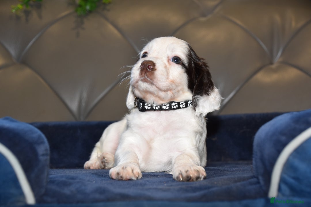 Cocker Spaniel dogs for sale: Kc Reg Health Tested Cocker Spaniel Puppies - Advert 27