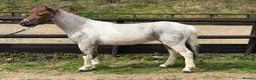 Welsh Section B horses for sale: Stunning Young Show Type Gelding  - Advert 2