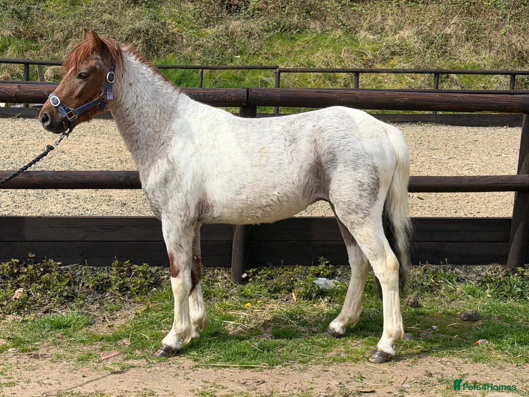 Welsh Section B horses for sale: Stunning Young Show Type Gelding  - Advert 2