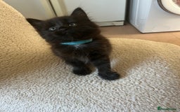 Maine Coon cats for sale: Maine coon cross  - Image 4
