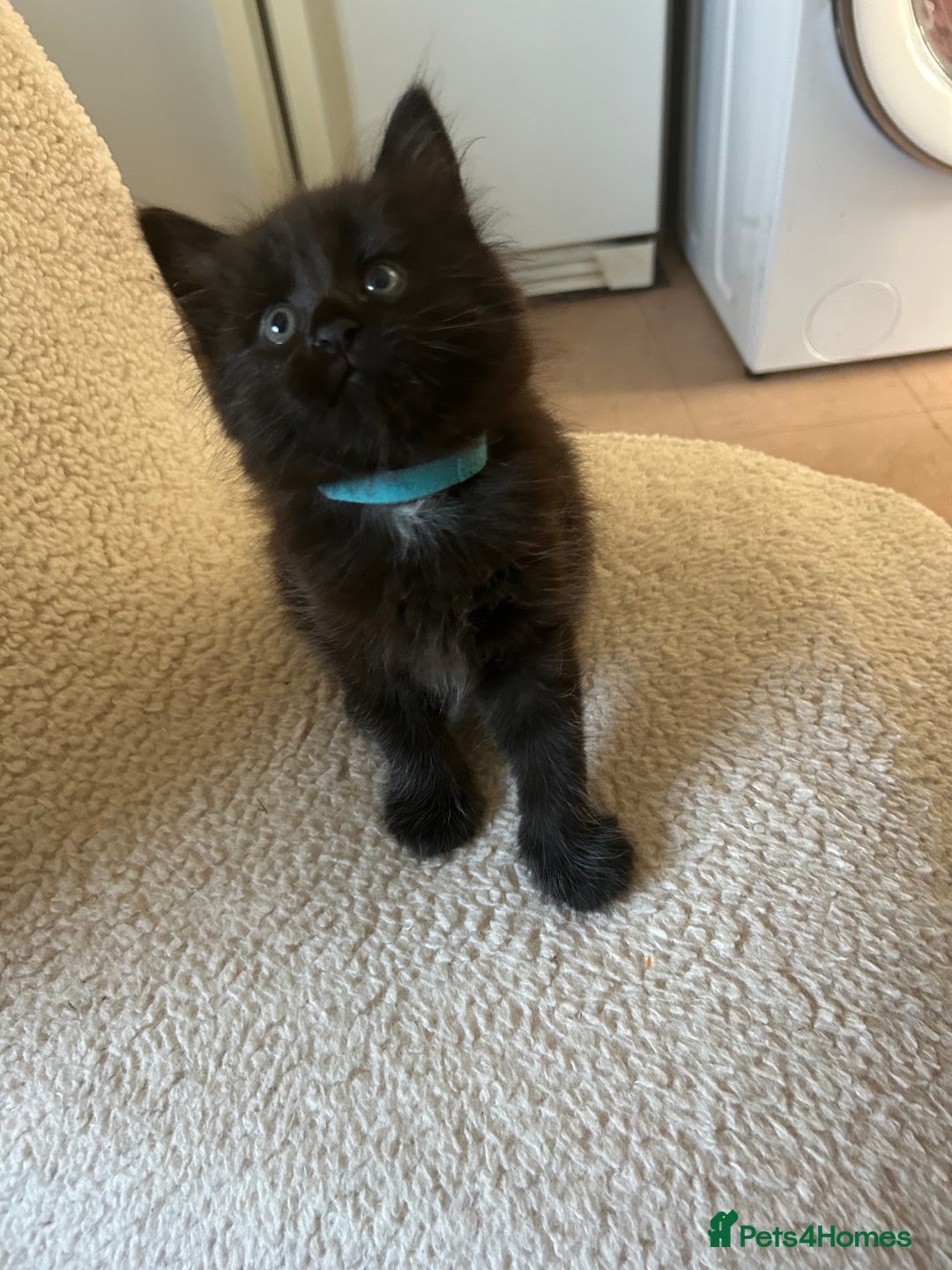 Maine Coon cats for sale: Maine coon cross  - Image 4