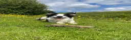 Border Collie dogs for stud: Proven Border Collie Mix Stud in Alfreton - Advert 3