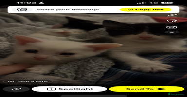 Mixed Breed cats - Advert 12