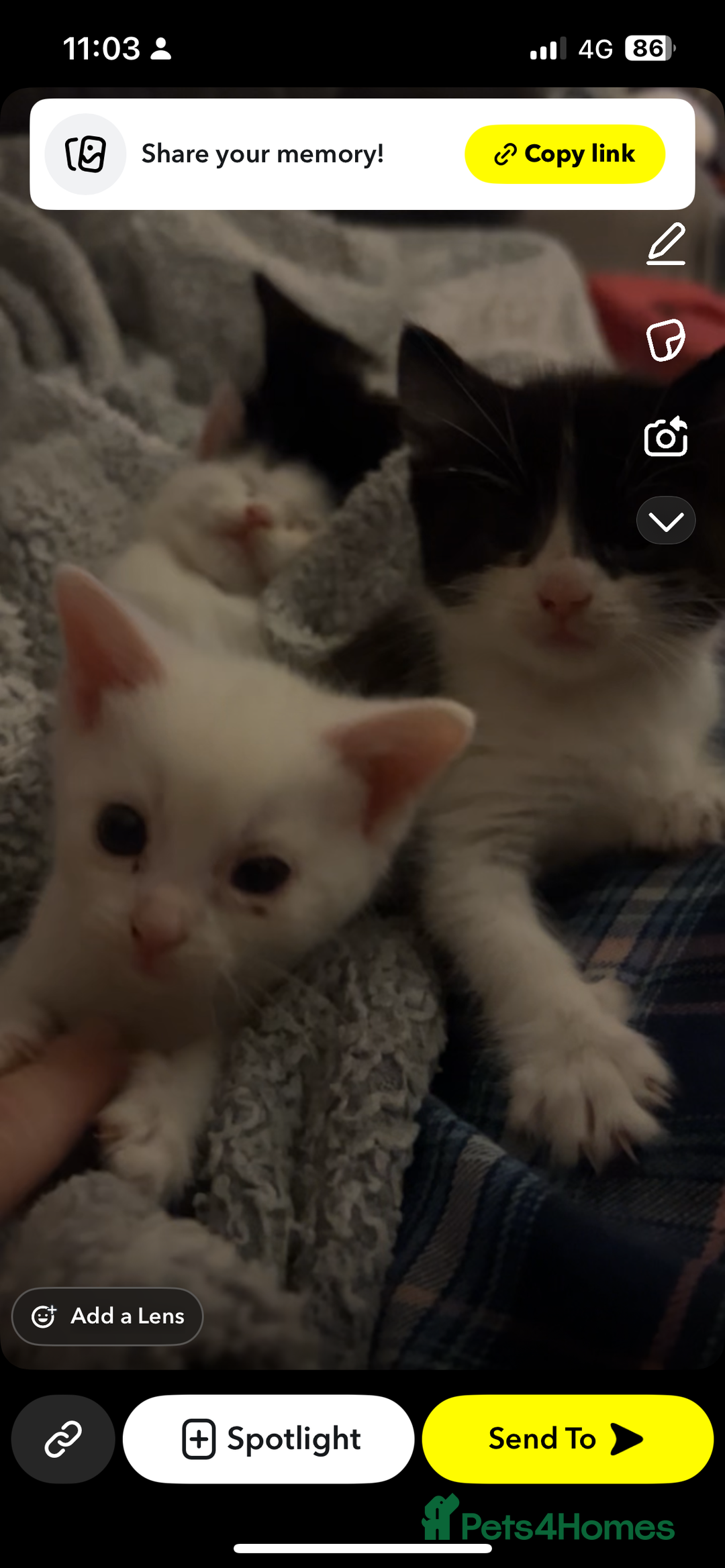 Mixed Breed cats for sale: Unexpected litter  - Image 3