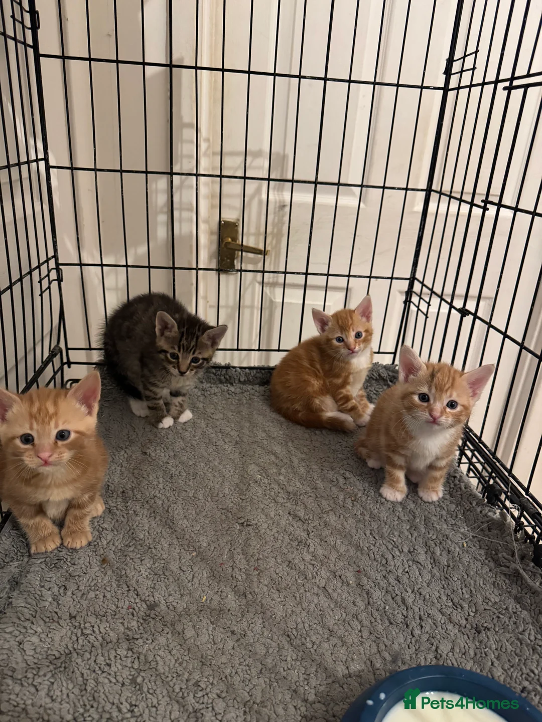 American Shorthair cats for sale: Beautiful Rare GingerKittens Alonghair X BSH cross - Advert 12