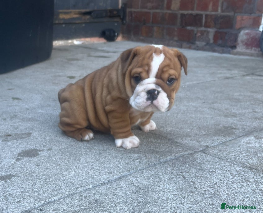 English Bulldog dogs 5 standard bulldogs silver health tested parents  - Advert 2