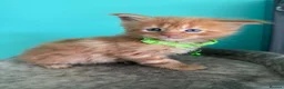Maine Coon cats for sale: Beautiful mainecoon kittens  - Advert 20