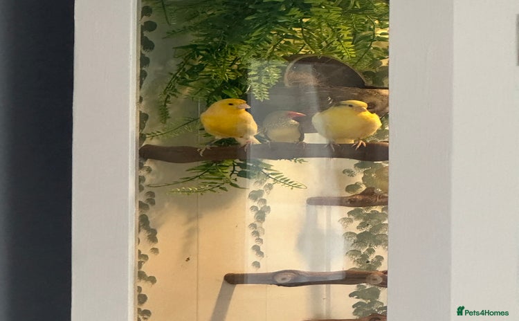 Finches birds - Advert 1