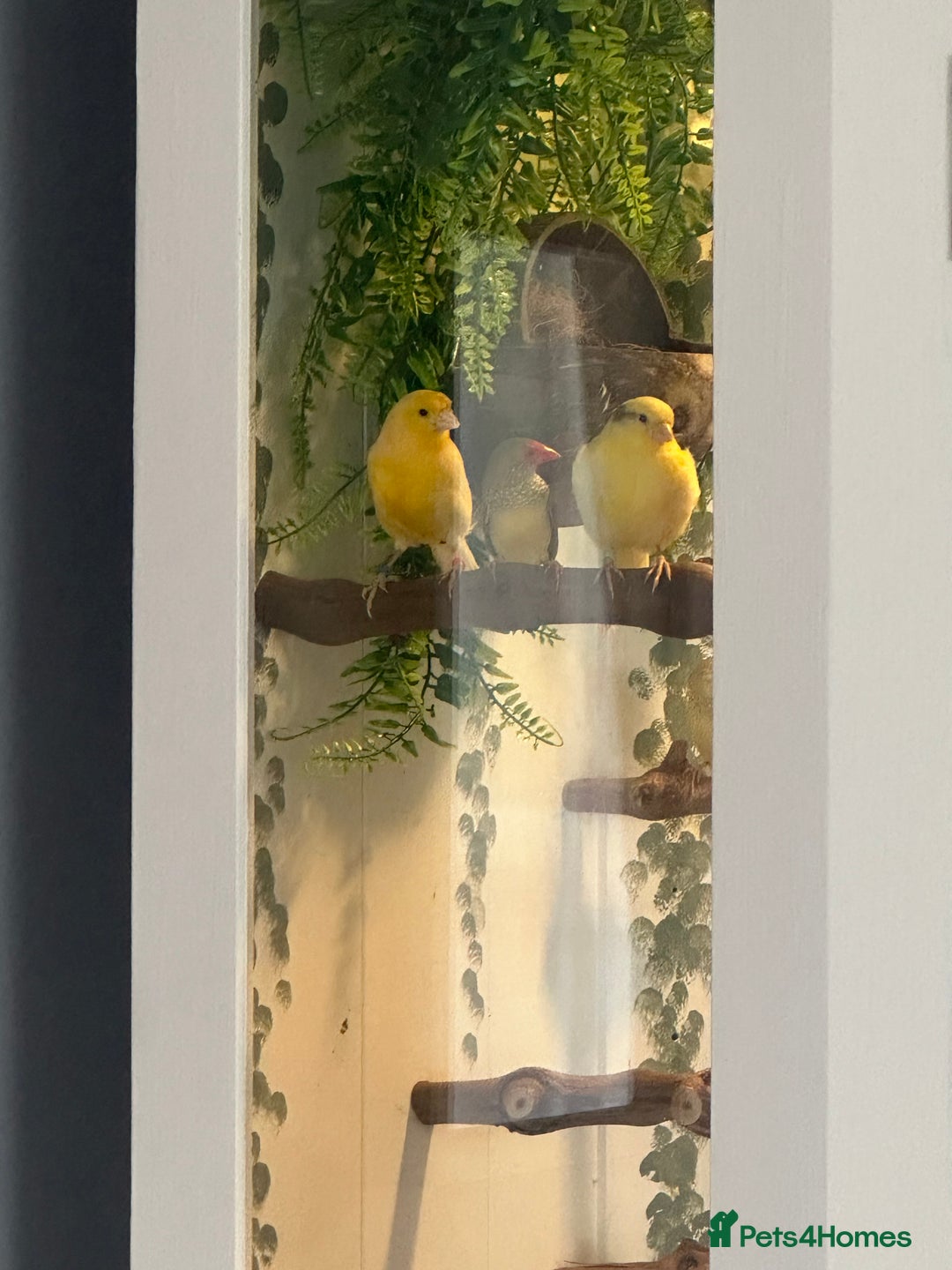 Finches birds for sale: Star Finch  - Image 1