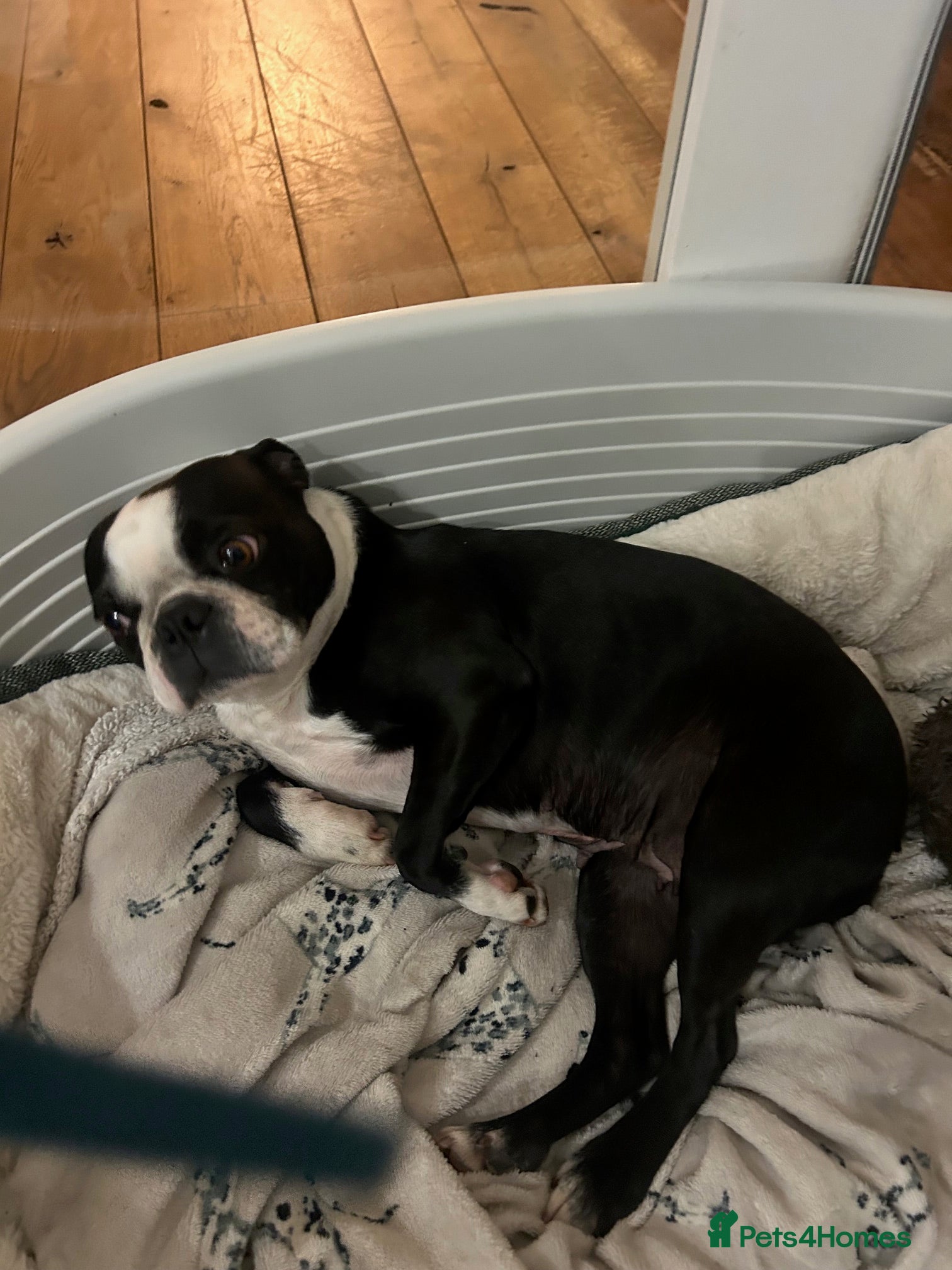 Boston Terrier dogs 3&5yr old Male&female neutered boston Terriers - Advert 6
