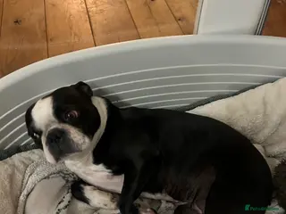 Boston Terrier dogs 3&5yr old Male&female neutered boston Terriers - Advert 2