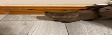 British Shorthair Kitten 2