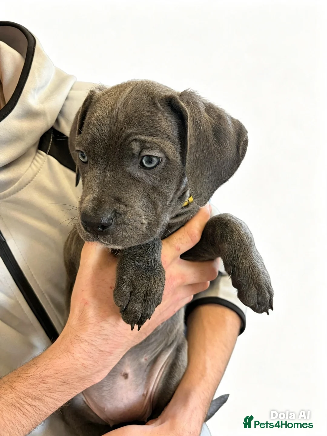Cane Corso dogs for sale: 10 stunning purebred cane corso puppies  - Advert 2