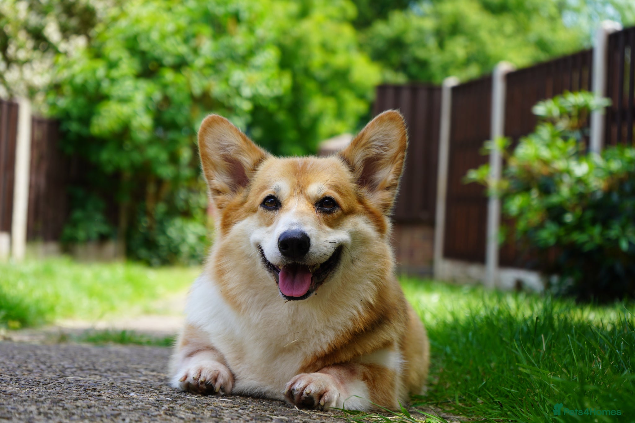 Welsh Corgi Pembroke dogs Welsh Corgi (Pembroke) - Advert 6