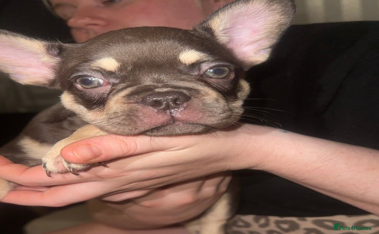 French Bulldog dogs - Advert 7