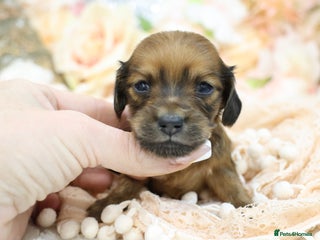 Miniature Dachshund dogs KC Miniature Dachshund Puppies - Advert 3