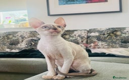 Cornish Rex cats for sale: Stunning ready to leave now Cornish Rex Female  - Image 2