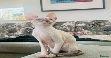 Cornish Rex cats - Advert 6