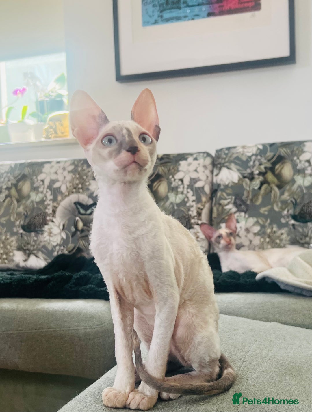Cornish Rex cats for sale: Stunning ready to leave now Cornish Rex Female  - Image 2