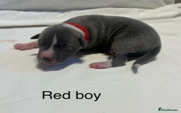 Whippet dogs for sale: Stunning KC whippet puppies  - Image 12